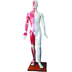 Deluxe Acupuncture Model 178CM